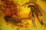 Three Fossil Flies (Diptera) In Baltic Amber #159782-2